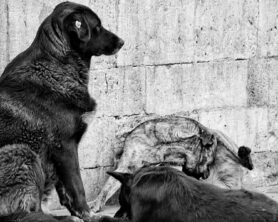 Mahluktan Yurttaşa Yazısı
