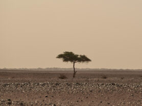 ©Wolfgang Hasselmann, Unsplash - Emil Cioran Yazısı